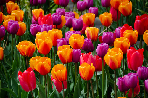 Roozengaarde Tulips-058