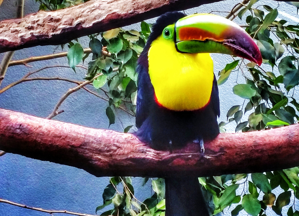 toucan-aviary
