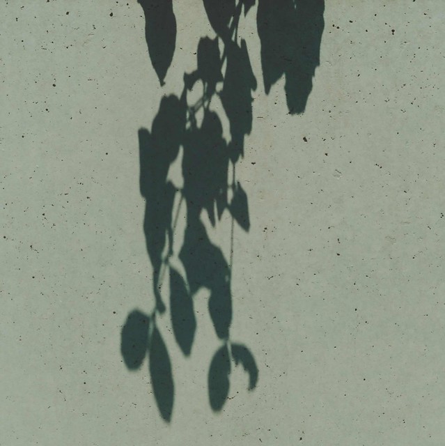 Shadow of leaves
