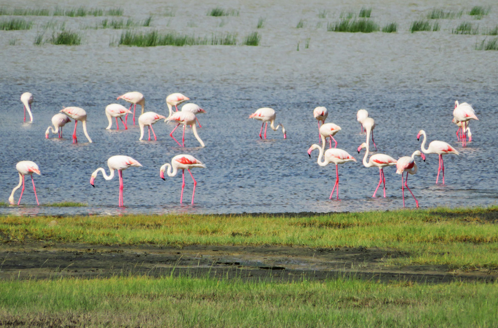 flamingos-serengeti