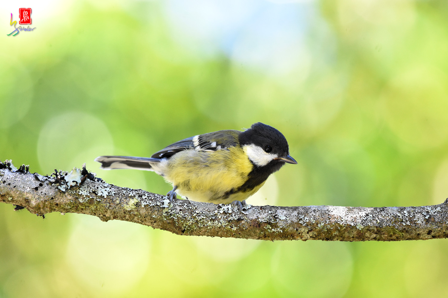 Green-backed_Tit_0476