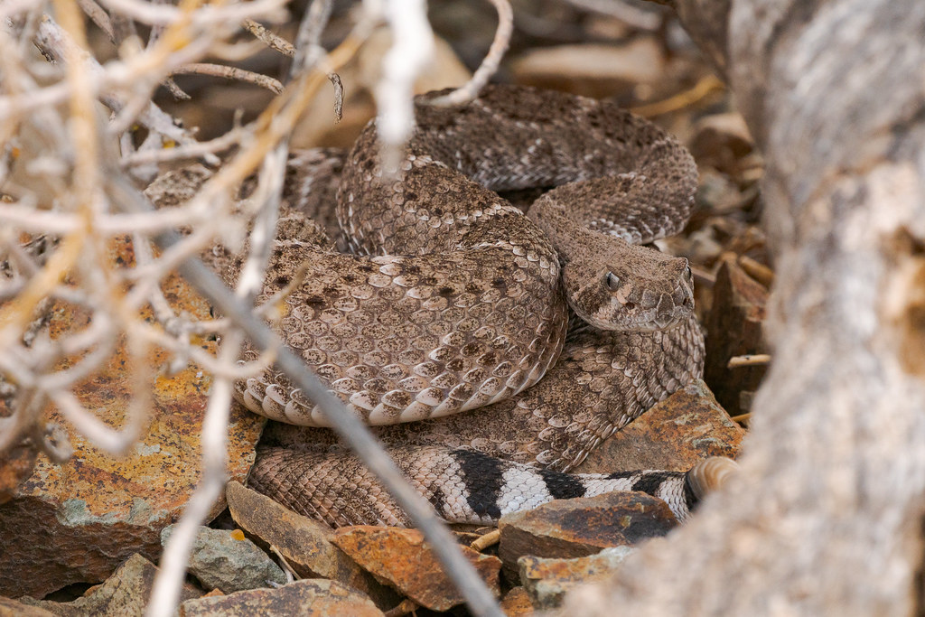 A coiled western diamondback rattlesnake with its head lowered underneath a dead tree on the Sidewinder Trail at Phoenix Sonoran Preserve in Phoenix, Arizona