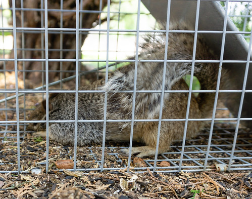 trapped_squirrel_20180810_104