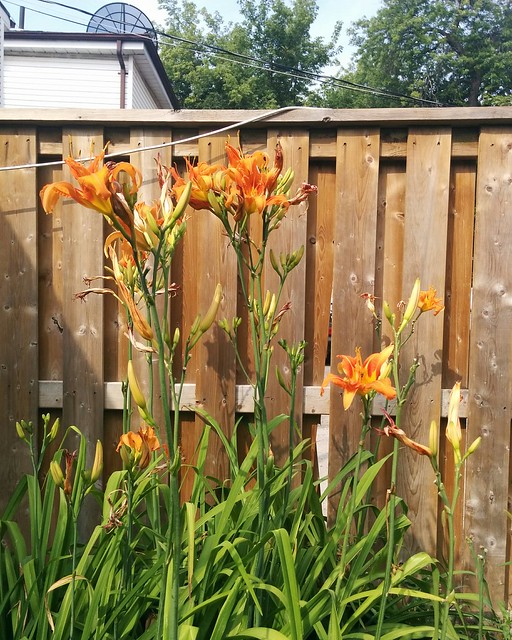 Backyard tiger lilies by fence #toronto #dovercourtvillage #flowers #backyard #flowers #orange #tigerlily #lilies