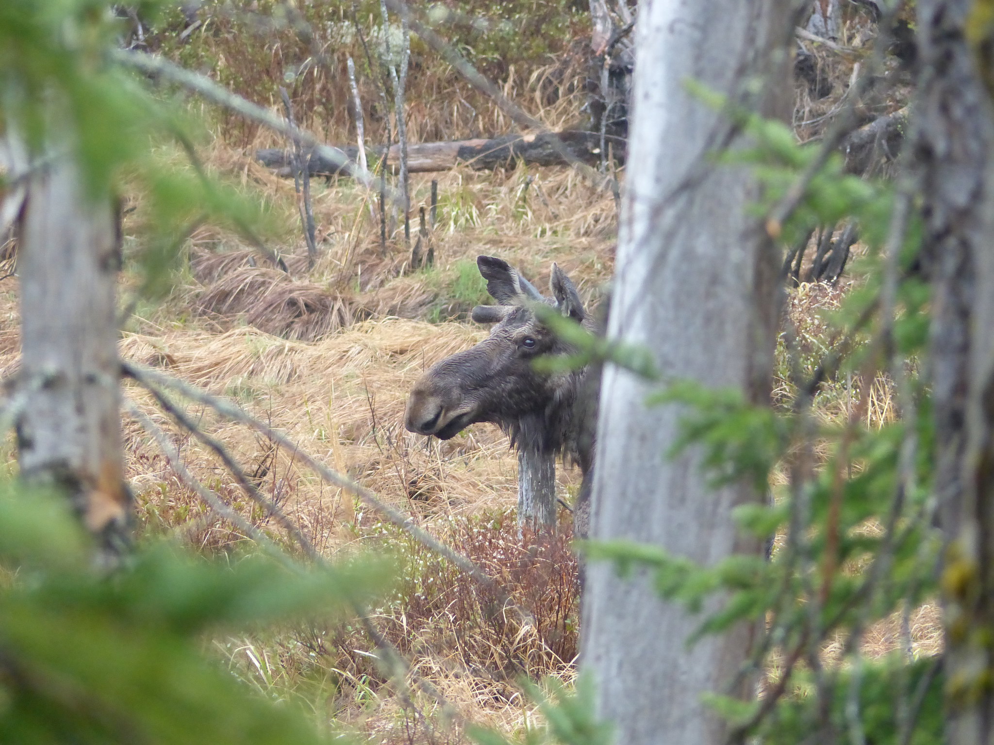 Algonquin moose