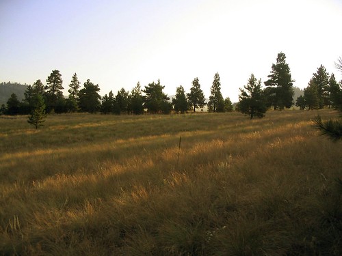 sky sunrise dawn montana stripes meadow angles diagonal cabingetaway thewildwildwest mostlyforeground grassymeadow