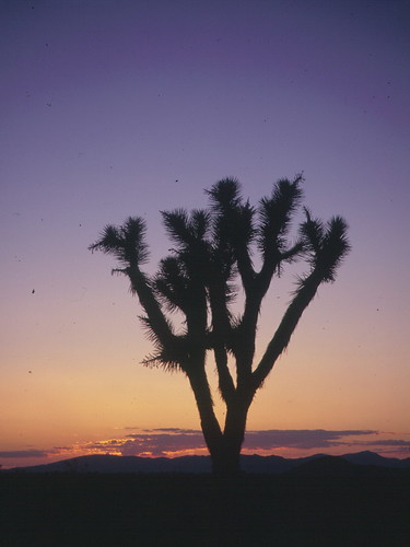 california atardecer joshuatree trees paisajes nationalpark parquenacional originalen35mm sunset sunrise mojave oldwomanspringrd