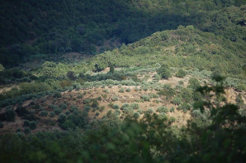 light nature greece olives