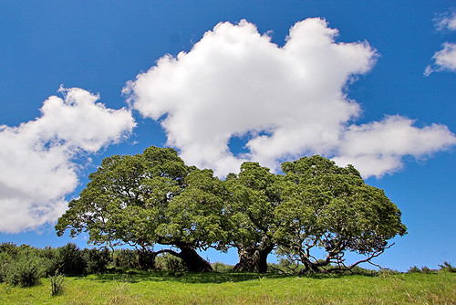 tree clouds hawaii undead bigisland koa manaroad 27756