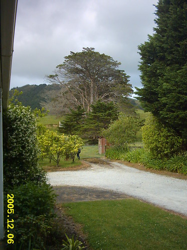 2005 newzealand holiday tree hostel nz northland nz2005 plantsflowers nz05 plantsandflowers kahoefarmhostel kahoe holidayaccommodation jacqistravels