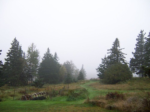 trees fog landscape maine meadow stonington