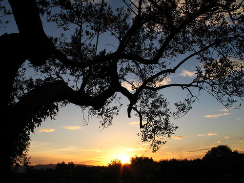 españa sunrise spain olivetree