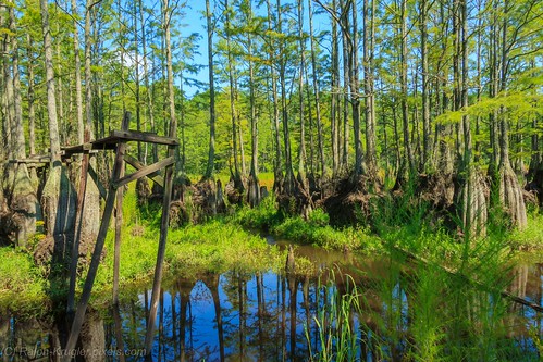carverscreek northcarolina outdoors day wilderness water creek landscape forest