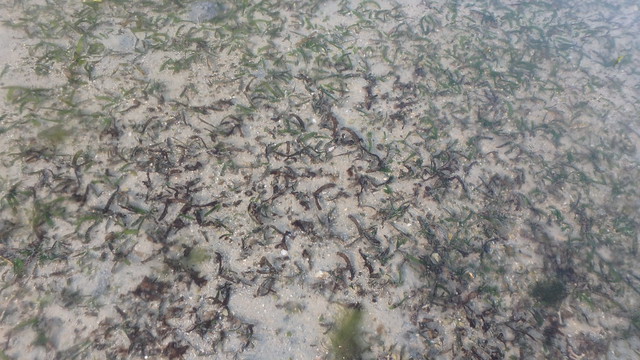 'Burnt' seagrasses on Cyrene