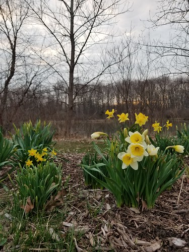 flowers daffodils dawn sunrise trees s8 20180414