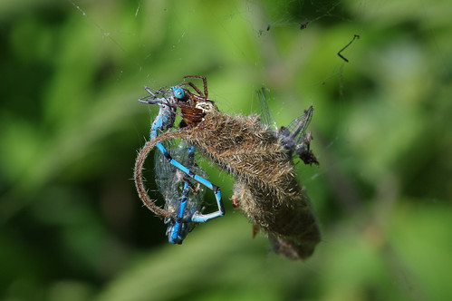 lackfordlakes suffolk wild wildlife nature spider prey damselfly