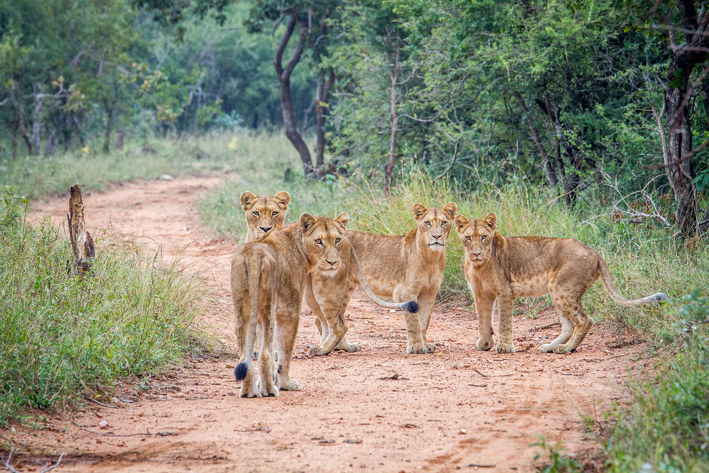 Jeunes lions dans la réserve de Kapama