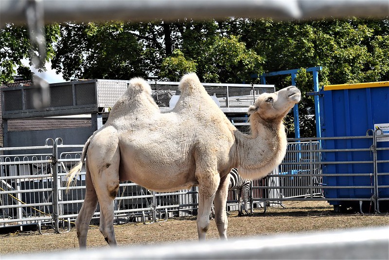 Camel Dromedary 07.08 (3)