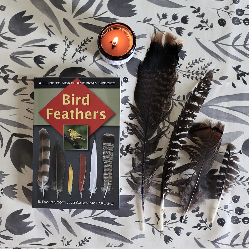 bird feathers