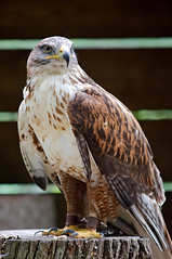 Aigle - Photo of Breteuil