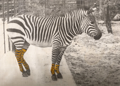 Zebra mit Socken