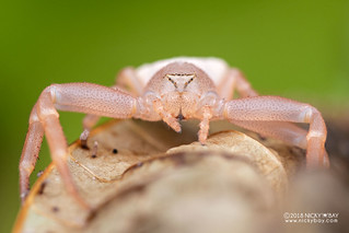 Crab spider (Cyriogonus sp.) - DSC_6968