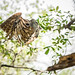 Barred Owl- in flight