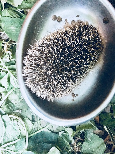 baby hedgehogs 2018 ❤️, july 19