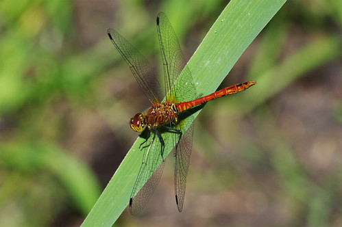 woodwaltonfen cambridgeshire nature wild wildlife insect dragonfly ruddydarter sympetrumsanguineum