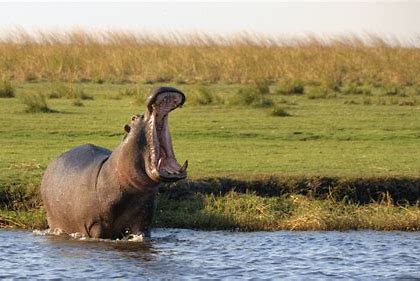 Parques Nacionales y reservas de Botswana: resumen y datos varios - BOTSWANA, ZIMBABWE Y CATARATAS VICTORIA: Tras la Senda de los Elefantes (23)
