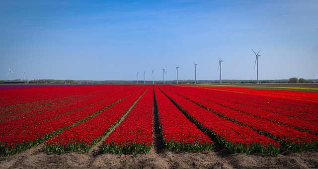 Fields of red