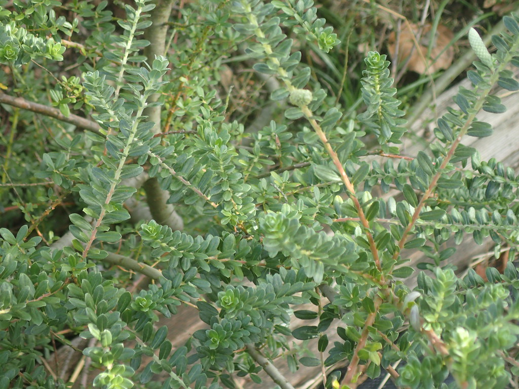 Salix bockii