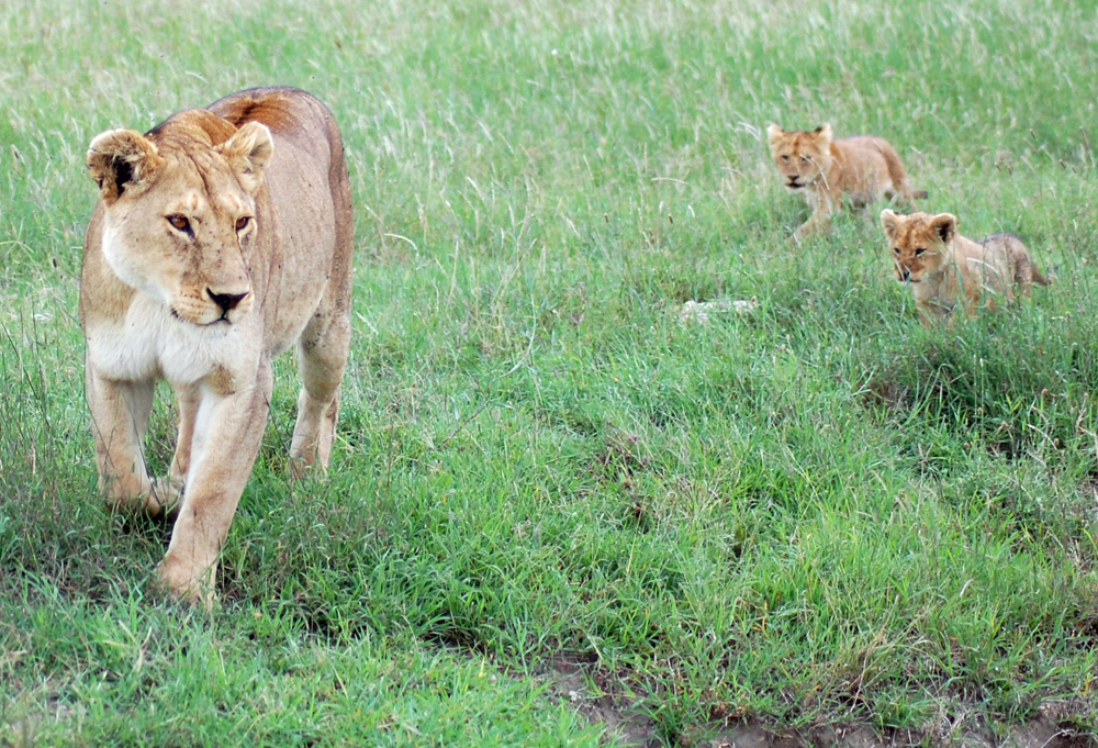 lion-mom-cubs