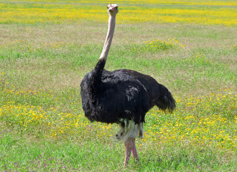 ostrich-wildlife-sighting