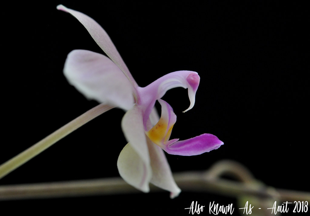 Phalaenopsis Zen (stobartiana x lowii) 41980065520_3e596547a8_b