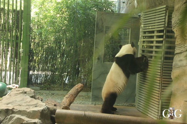 8. Geburtstag Pandabär J.Q. Zoo Berlin 15.07.1817