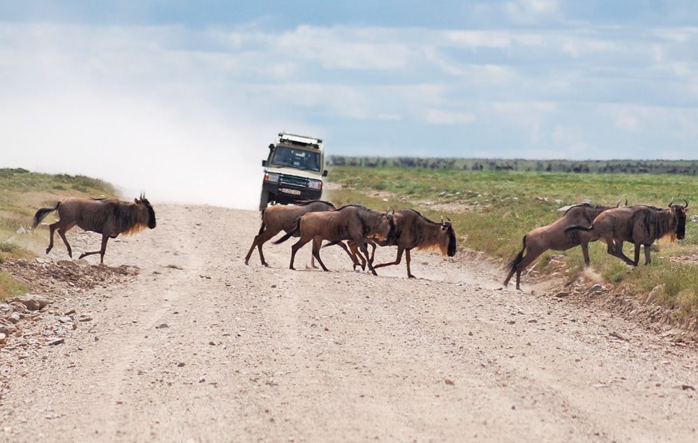 african safari animals wildebeest migration
