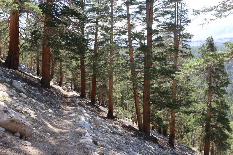 Hiking downhill through tall pines on my way toward Wallace Creek on the John Muir Trail