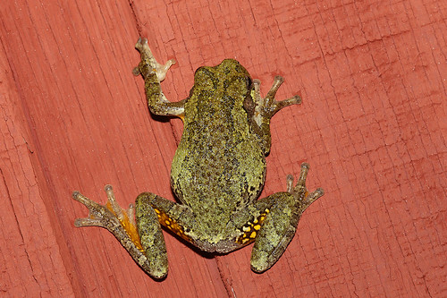 copesgraytreefrog hylachrysoscelis hylidae treefrogsandtheirallies hyla chrysoscelis frog lesliecounty kentucky usa mangoverde
