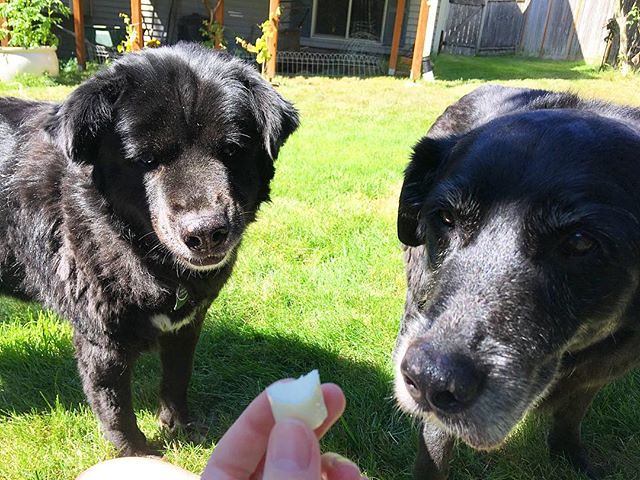 My string cheese brings all the dogs to the yard 💚