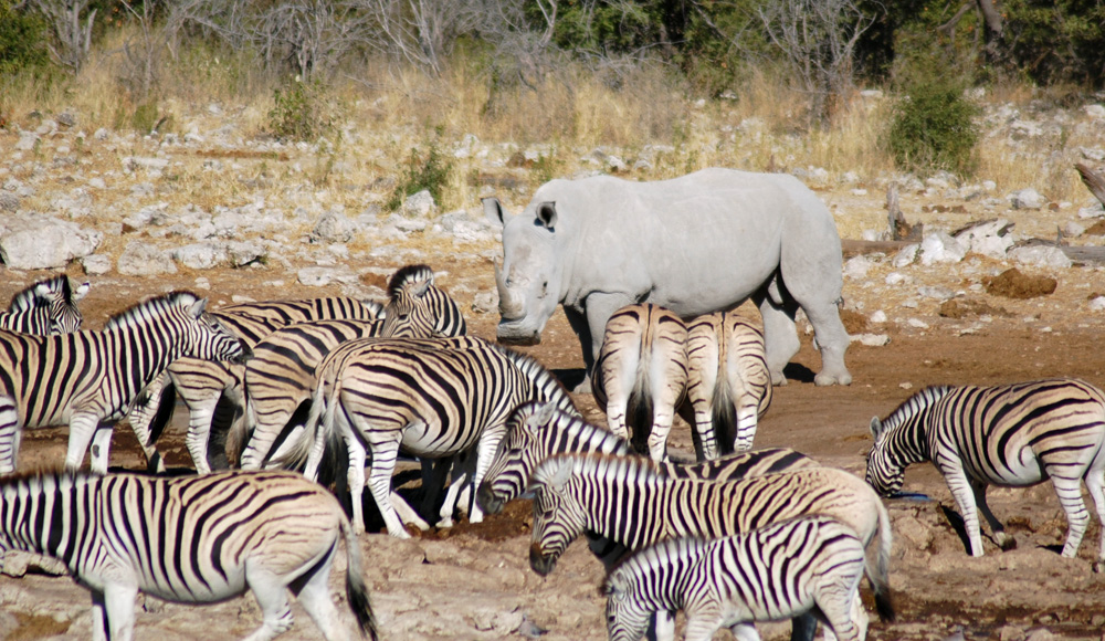 zebras-rhino-water-hole