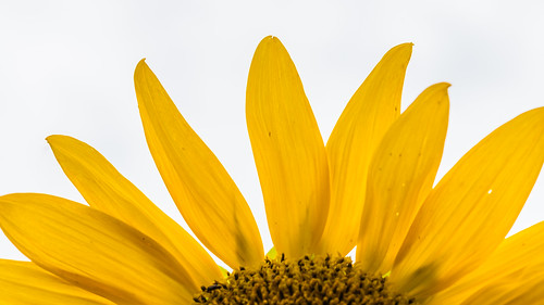 helianthus flower petal sunflower yellow