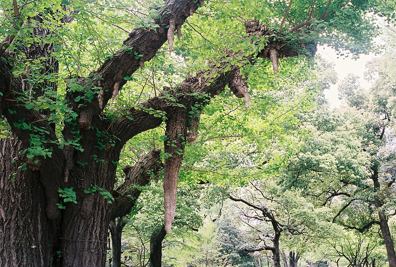 KONICA HEXAR RF+NIKKOR H C 50mm f2 0 FUJIFILM Natura1600 ISO400設定 日比谷公園の枝から根