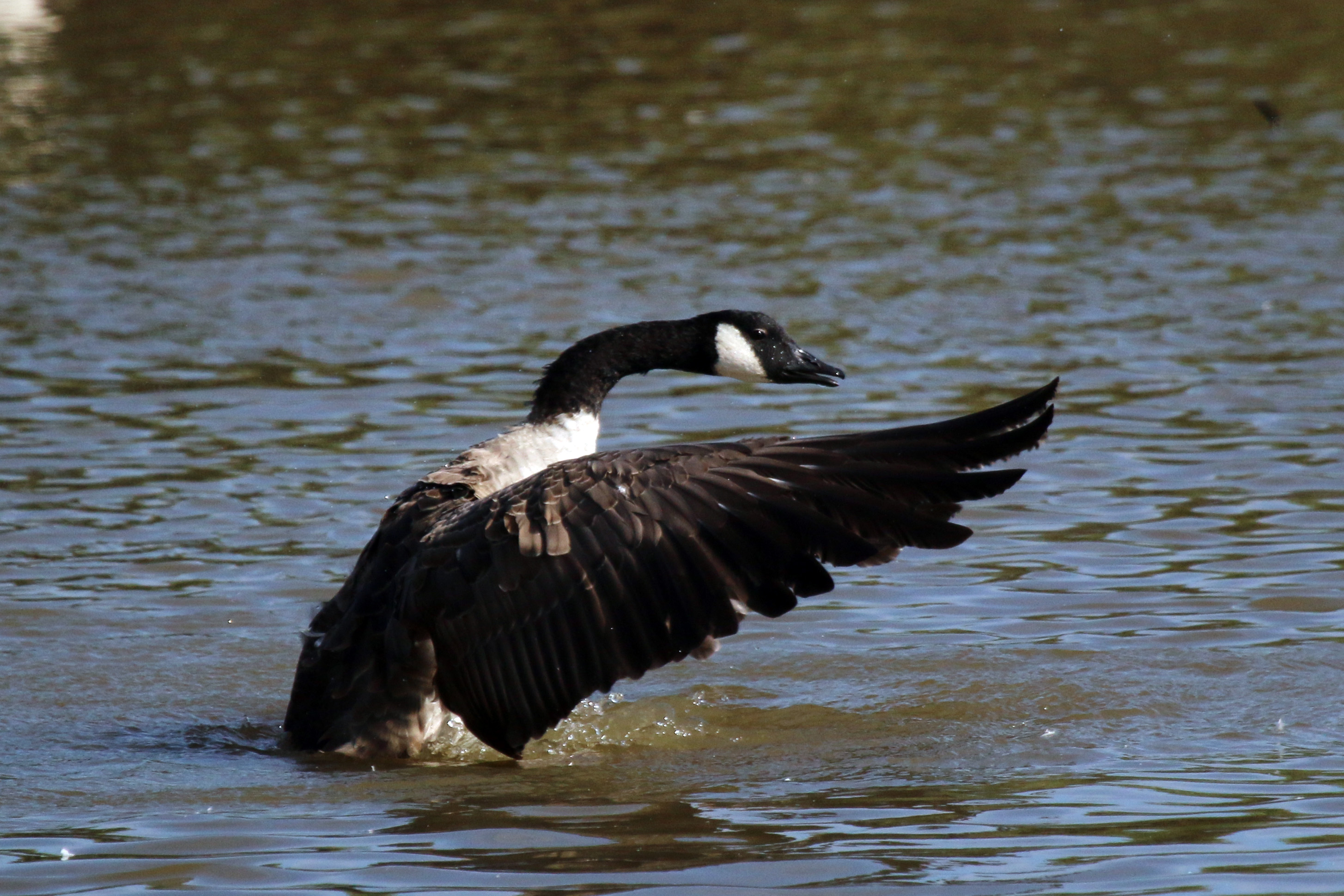 Canada goose (Branta canadensis) cleaning feathers in Oxfordshire, England. Photo taken by Charles J. Sharp on August 27, 2014.