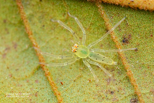Jumping spider (Asemonea sp.) - DSC_7083