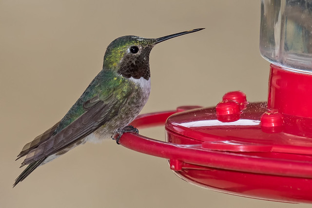 Black-chinned-Hummer-28-7D2-072018
