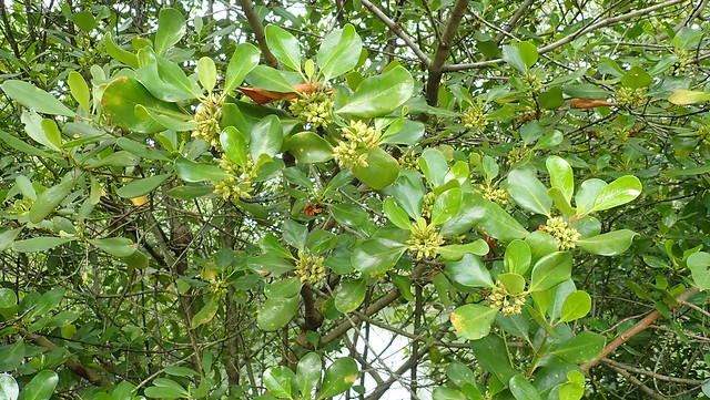 Chengam (Scyphiphora hydrophyllacea)