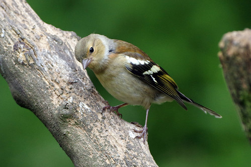 scotland wild wildlife nature wwt caerlaverock bird fringillacoelebs