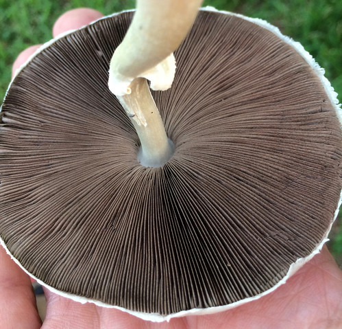 Mushroom - Horse (Agaricus arvensis)