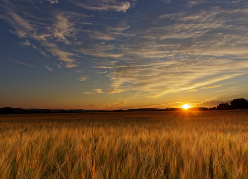 barley field landscape perthshire scotland sunrise sky